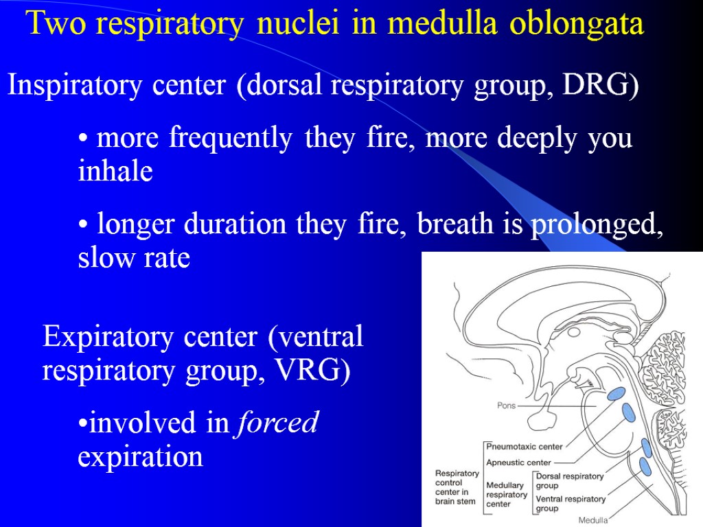 Two respiratory nuclei in medulla oblongata Expiratory center (ventral respiratory group, VRG) involved in